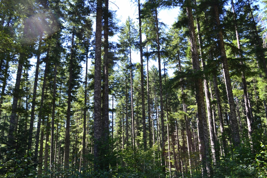 Douglas Firs nearing future sale